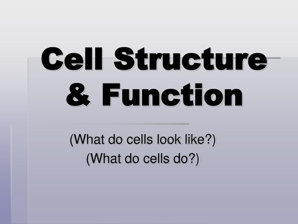 PPT - Cell Structure & Function PowerPoint Presentation, free download ...