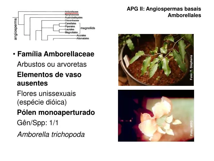 apg ii angiospermas basais amborellales
