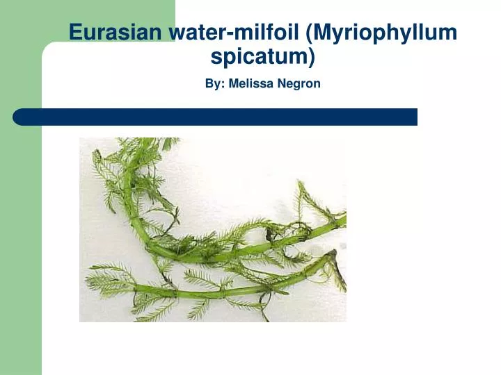 eurasian water milfoil myriophyllum spicatum by melissa negron