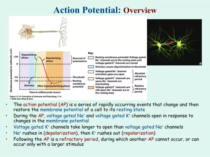action potential overview