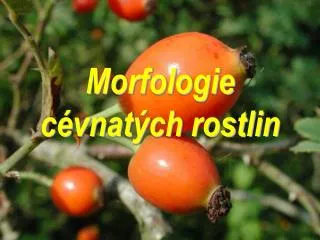 morfologie c vnat ch rostlin