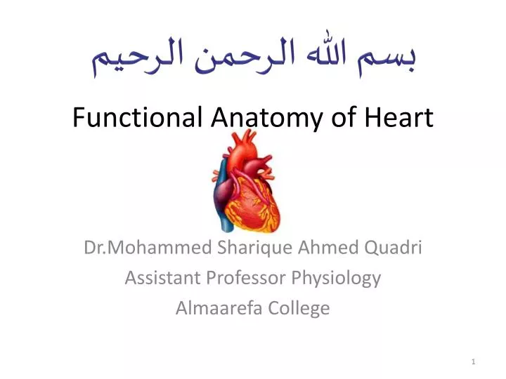 functional anatomy of heart