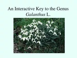 An Interactive Key to the Genus Galanthus L.