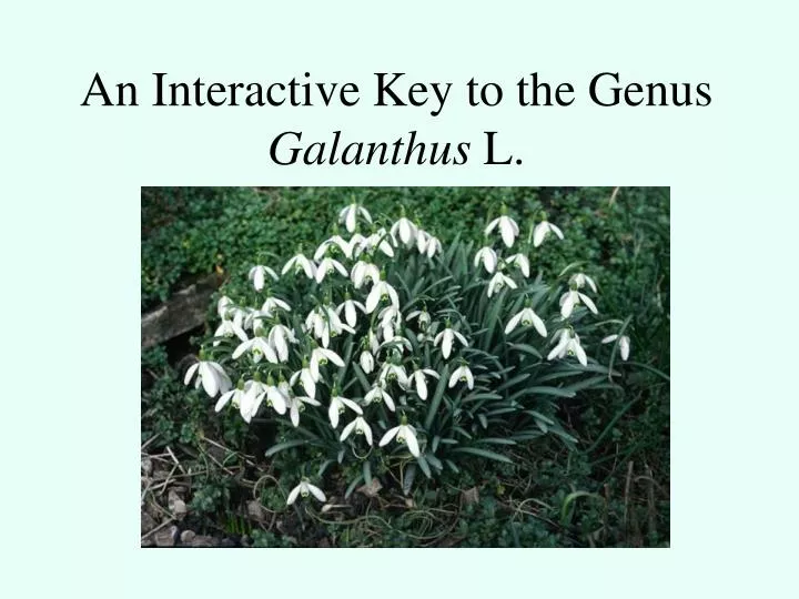 an interactive key to the genus galanthus l