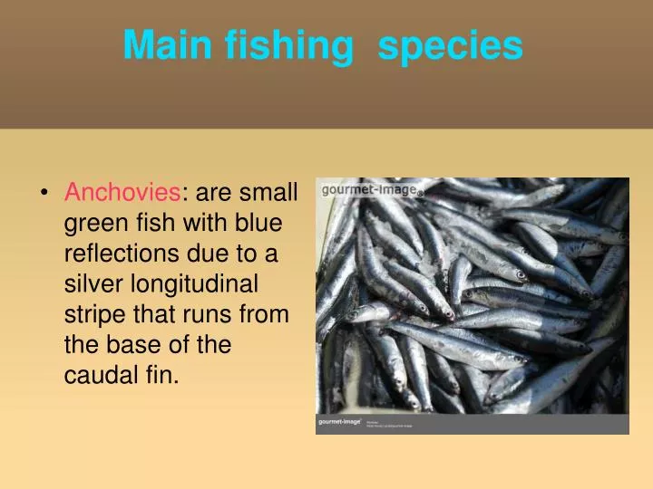 main fishing species