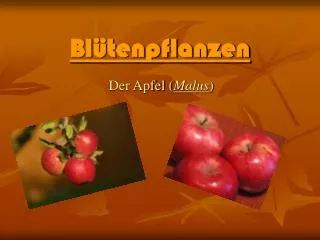 bl tenpflanzen