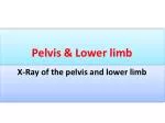 Pelvis &amp; Lower limb - slide 1