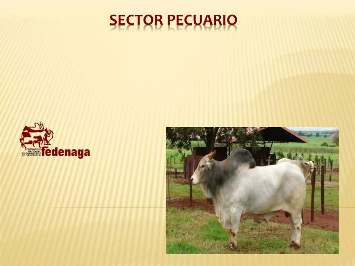 sector pecuario