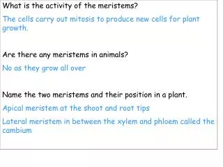 What is the activity of the meristems?