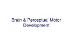 Brain &amp; Perceptual Motor Development - slide 1