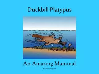 Duckbill Platypus