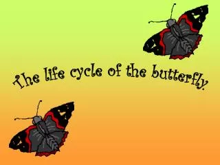 The life cycle of the butterfly.