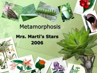 metamorphosis