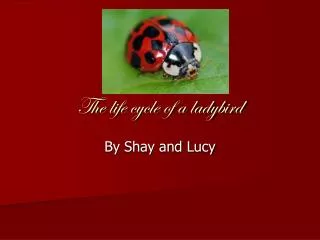 The life cycle of a ladybird