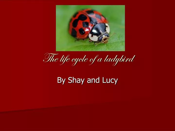 the life cycle of a ladybird