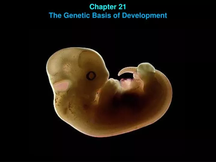 chapter 21 the genetic basis of development