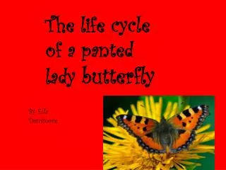 The life cycle of a panted lady butterfly