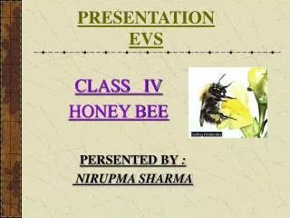 PRESENTATION EVS