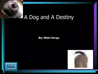 A Dog and A Destiny