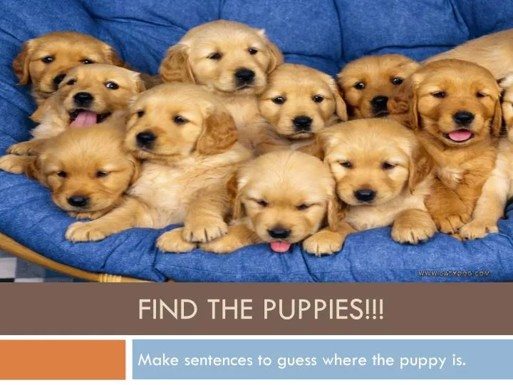 find the puppies
