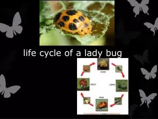 life cycle of a lady bug