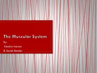 The Muscular System