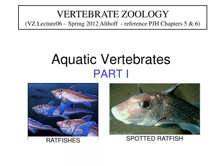 aquatic vertebrates part i