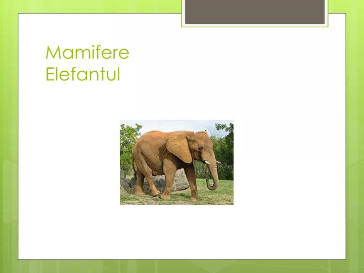mamifere elefantul