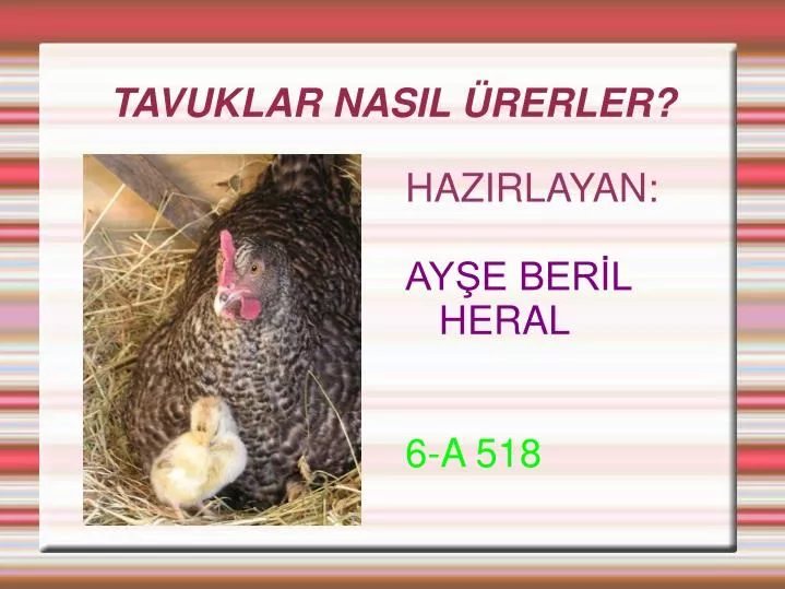 tavuklar nasil rerler