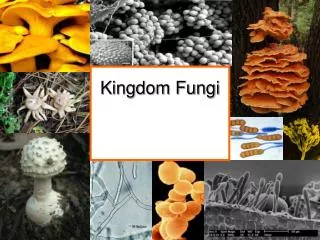 Kingdom Fungi