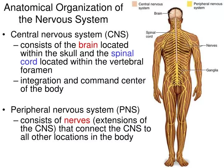 anatomical organization of the nervous system