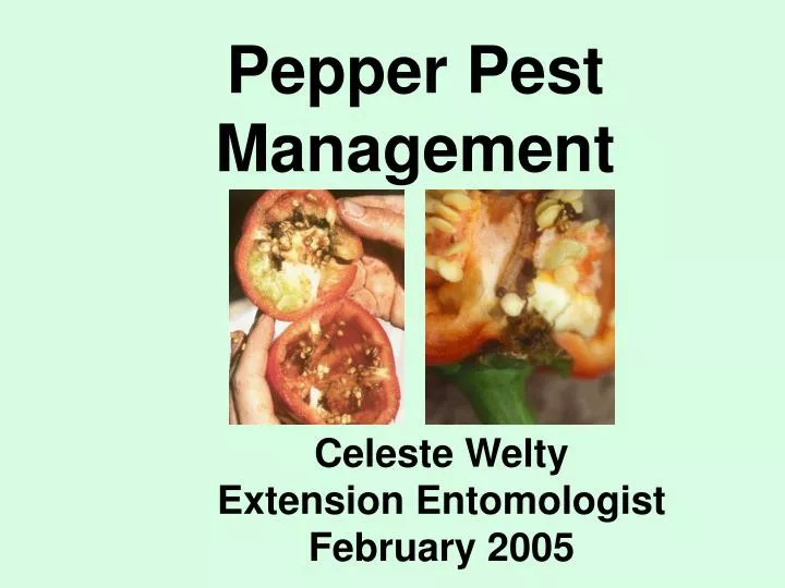 pepper pest management