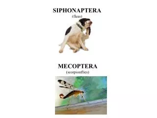 MECOPTERA (scorpionflies)
