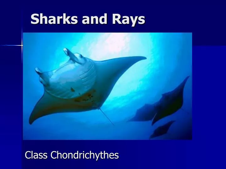 sharks and rays