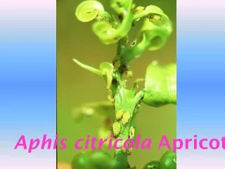 Aphis citricola Apricot