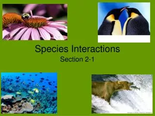 Species Interactions