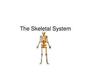 The Skeletal System