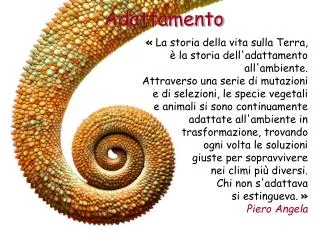 adattamento