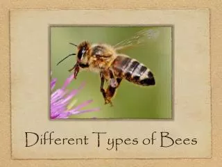 Different Types of Bees
