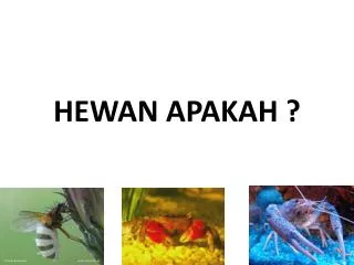 hewan apakah