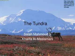 The Tundra