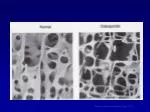 Williams Textbook of Endocrinology, 12 Ed - slide 1