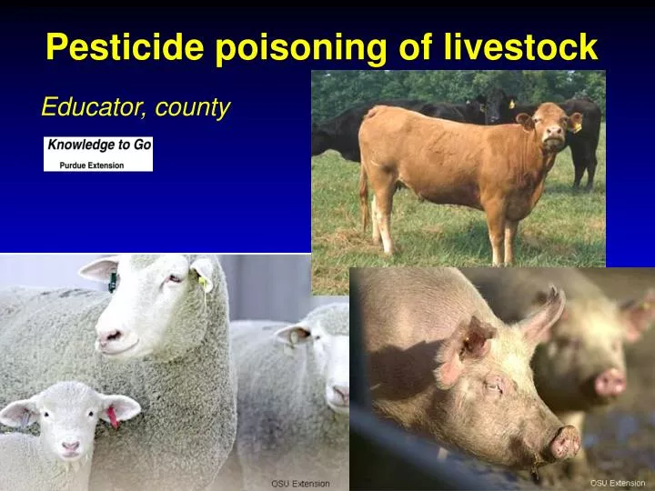 pesticide poisoning of livestock