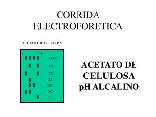 corrida electroforetica