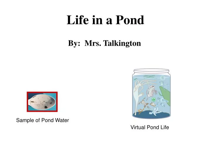 life in a pond