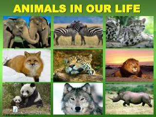 ANIMALS IN OUR LIFE