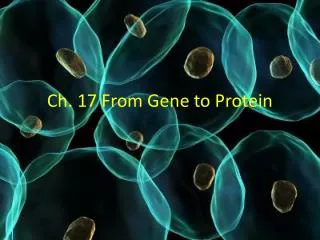 Ch. 17 From Gene to Protein