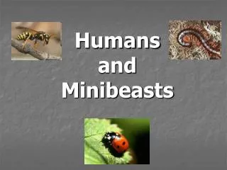 Humans and Minibeasts