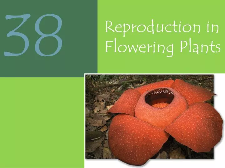 reproduction in flowering plants