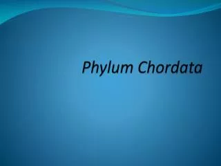 Phylum Chordata